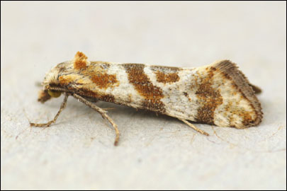 Cochylimorpha discolorana (Kennel, 1899) - ���������� ������