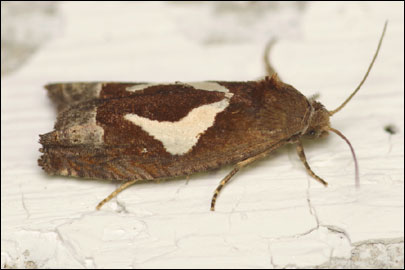 Epiblema foenella (Linnaeus, 1758) - ���������� ---