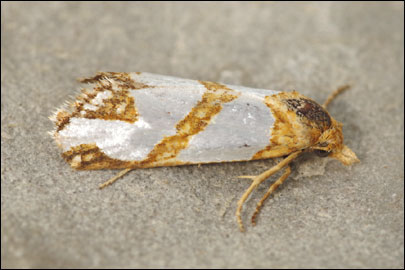 Eugnosta magnificana (Rebel, 1914) - ���������� ������������