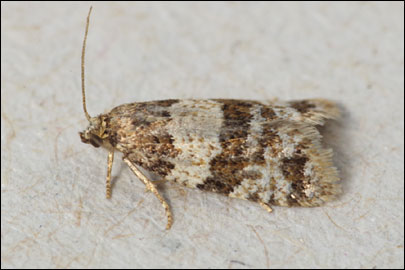 Isotrias hybridana (Hubner, [1817]) - ���������� �������