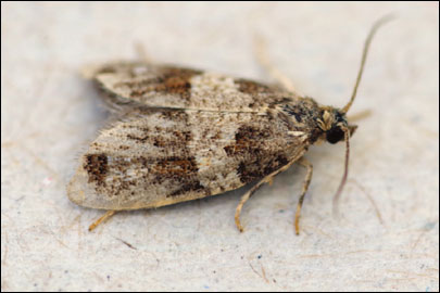 Isotrias hybridana (Hubner, [1817]) - ���������� �������