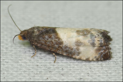 Notocelia cynosbatella (Linnaeus, 1758) -  