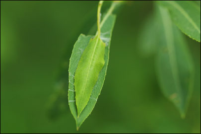 Pandemis cerasana (Hubner, 1786) - ���������� ������������