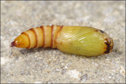 Pandemis cerasana (Hubner, 1786) - ���������� ������������