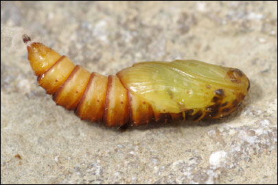 Pandemis cerasana (Hubner, 1786) - ���������� ������������