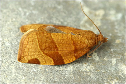 Pandemis cerasana (Hubner, 1786) - ���������� ������������