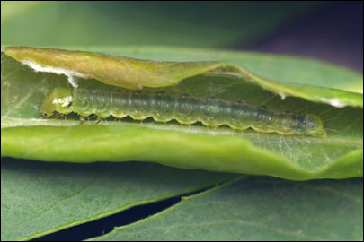 Pandemis heparana ([Denis & Schiffermuller], 1775) -  ---