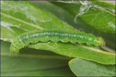 Pandemis heparana ([Denis & Schiffermuller], 1775) -  ---