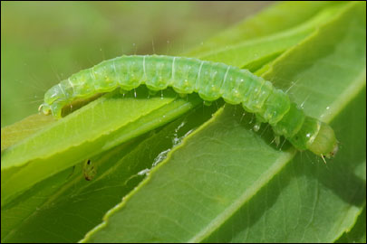 Pandemis heparana ([Denis & Schiffermuller], 1775) -  ---