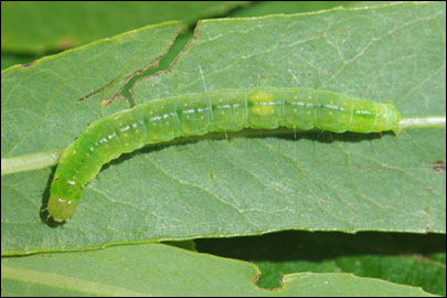 Pandemis heparana ([Denis & Schiffermuller], 1775) -  ---