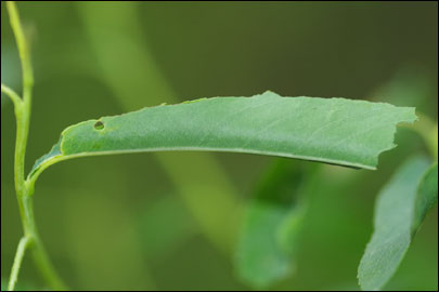 Pandemis heparana ([Denis & Schiffermuller], 1775) -  ---
