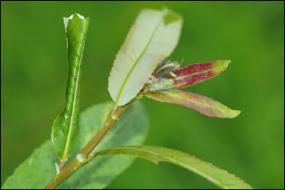 Pandemis heparana ([Denis & Schiffermuller], 1775) -  ---