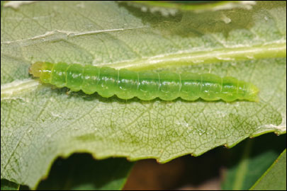 Pandemis heparana ([Denis & Schiffermuller], 1775) -  ---