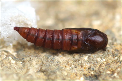 Pandemis heparana ([Denis & Schiffermuller], 1775) -  ---