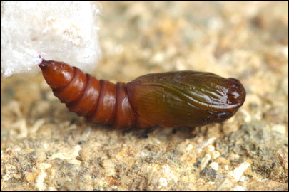 Pandemis heparana ([Denis & Schiffermuller], 1775) -  ---