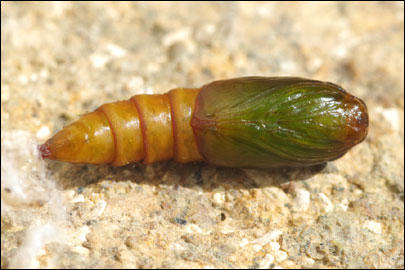 Pandemis heparana ([Denis & Schiffermuller], 1775) -  ---