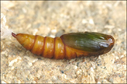 Pandemis heparana ([Denis & Schiffermuller], 1775) -  ---