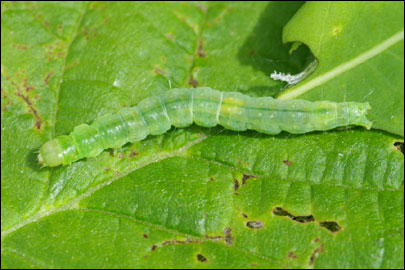 Pandemis heparana ([Denis & Schiffermuller], 1775) -  ---