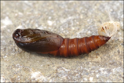 Pandemis heparana ([Denis & Schiffermuller], 1775) -  ---