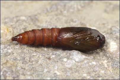 Pandemis heparana ([Denis & Schiffermuller], 1775) -  ---