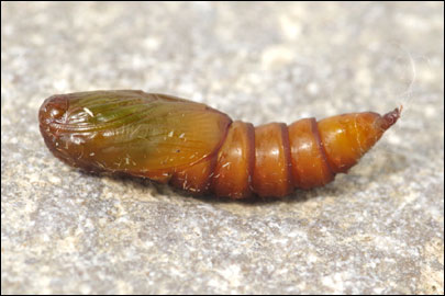 Pandemis heparana ([Denis & Schiffermuller], 1775) -  ---