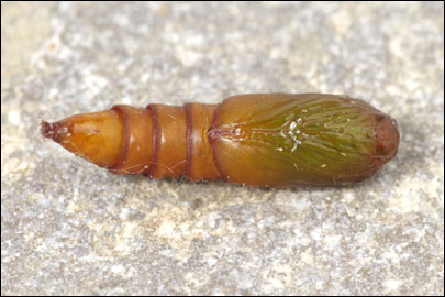 Pandemis heparana ([Denis & Schiffermuller], 1775) -  ---