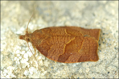 Pandemis heparana ([Denis & Schiffermuller], 1775) -  ---