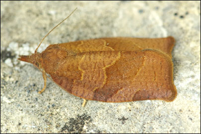 Pandemis heparana ([Denis & Schiffermuller], 1775) -  ---