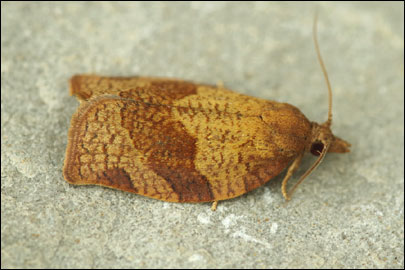 Pandemis heparana ([Denis & Schiffermuller], 1775) -  ---