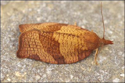 Pandemis heparana ([Denis & Schiffermuller], 1775) -  ---