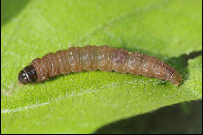 Spilonota ocellana ([Denis & Schiffermuller], 1775) - ���������� ��������