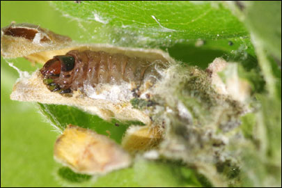 Spilonota ocellana ([Denis & Schiffermuller], 1775) - ���������� ��������