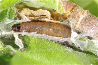 Spilonota ocellana ([Denis & Schiffermuller], 1775) - ���������� ��������