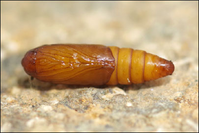 Spilonota ocellana ([Denis & Schiffermuller], 1775) - ���������� ��������