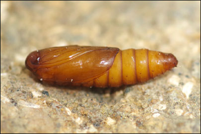 Spilonota ocellana ([Denis & Schiffermuller], 1775) - ���������� ��������