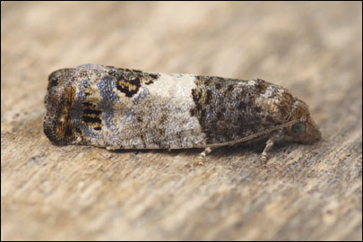 Spilonota ocellana ([Denis & Schiffermuller], 1775) - ���������� ��������