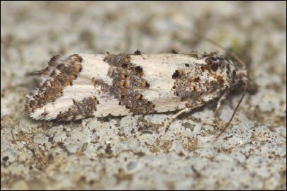 Xerocnephasia rigana (Sodoffsky, 1829) - ���������� ---