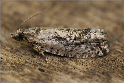 Zeiraphera isertana (Fabricius, 1794) - ���������� ---