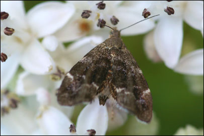 Anthophila fabriciana (Linnaeus, 1767) - �������������� ��������
