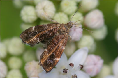 Anthophila fabriciana (Linnaeus, 1767) - �������������� ��������