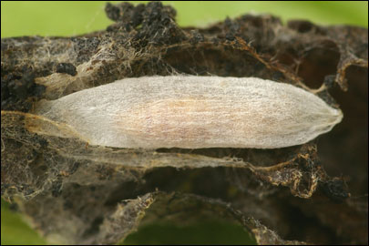 Anthophila fabriciana (Linnaeus, 1767) - Молелистовёртка Фабриция