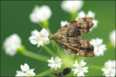 Anthophila fabriciana (Linnaeus, 1767) - �������������� ��������