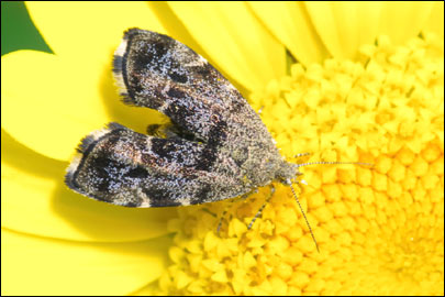 Anthophila fabriciana (Linnaeus, 1767) - �������������� ��������