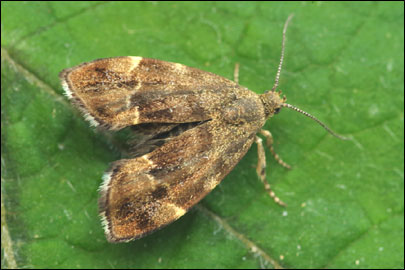 Anthophila fabriciana (Linnaeus, 1767) - �������������� ��������