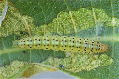 Choreutis nemorana (Hubner, [1799]) - Молелистовёртка инжирная
