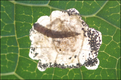 Millieria dolosalis (Heydenreich, 1851) - �������������� ---