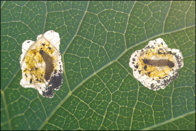 Millieria dolosalis (Heydenreich, 1851) - �������������� ---