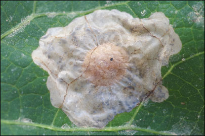 Millieria dolosalis (Heydenreich, 1851) - �������������� ---