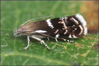 Millieria dolosalis (Heydenreich, 1851) - �������������� ---