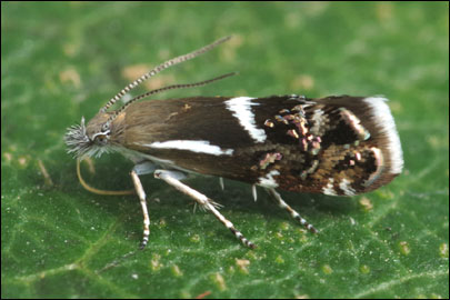 Millieria dolosalis (Heydenreich, 1851) - �������������� ---